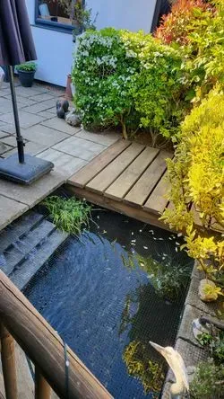 Garden Pond Norfolk 02