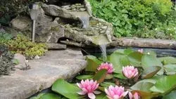 Garden Pond Norfolk 04