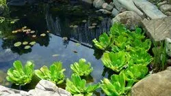 Garden Pond Norfolk 06