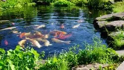 Garden Pond Norfolk 07
