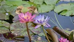 Garden Pond Norfolk 08