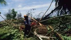 Tree Surgery