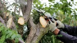 Tree Surgery Norfolk 02