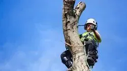 Tree Surgery Norfolk 03