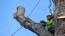 Tree Surgery Norfolk 04