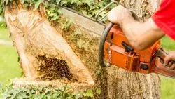 Tree Surgery Norfolk 05