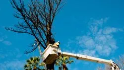 Tree Surgery Norfolk 08